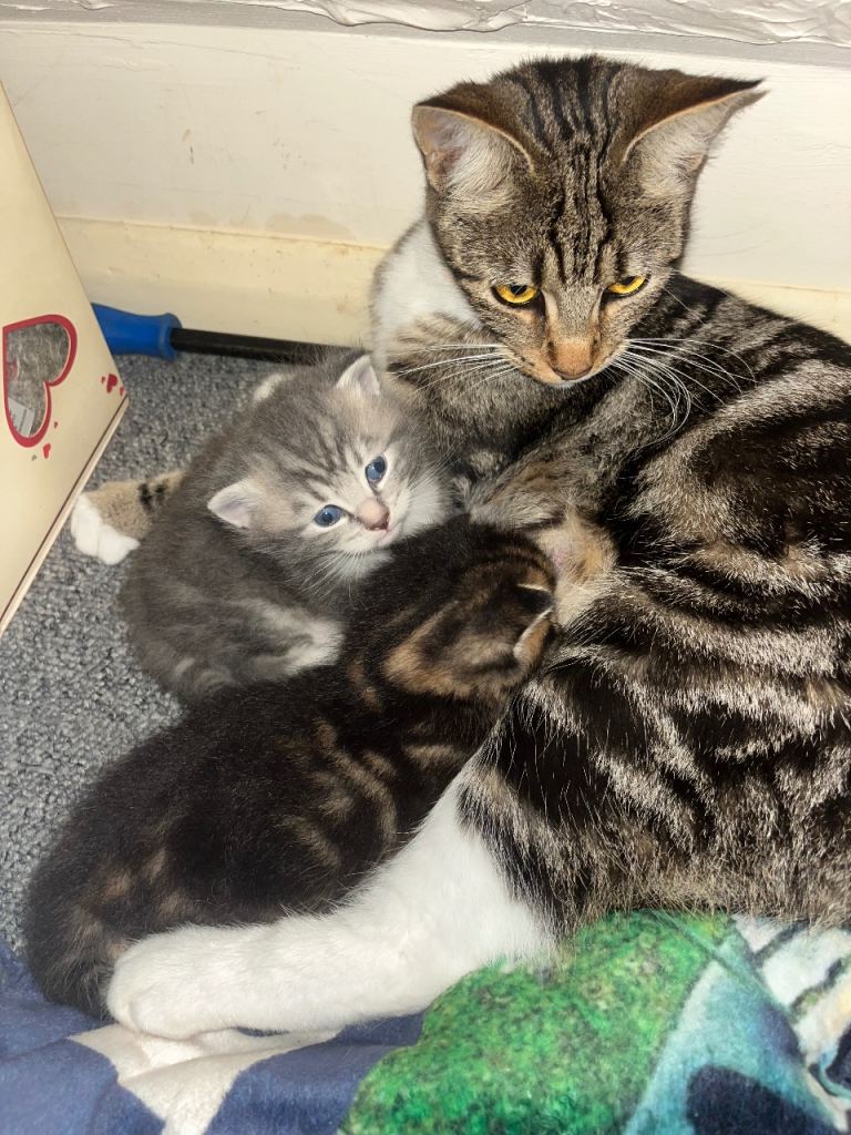 Two kittens for sale 