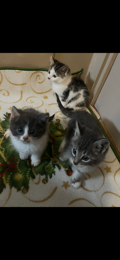 3x Stunning kittens 