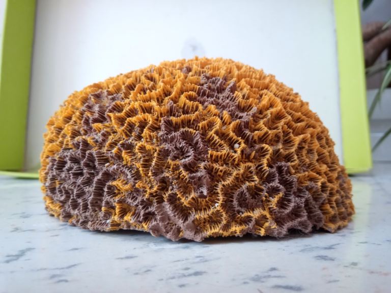BEAUTIFUL LARGE ARTIFICIAL BRAIN CORAL AQUARIUM DECORATION