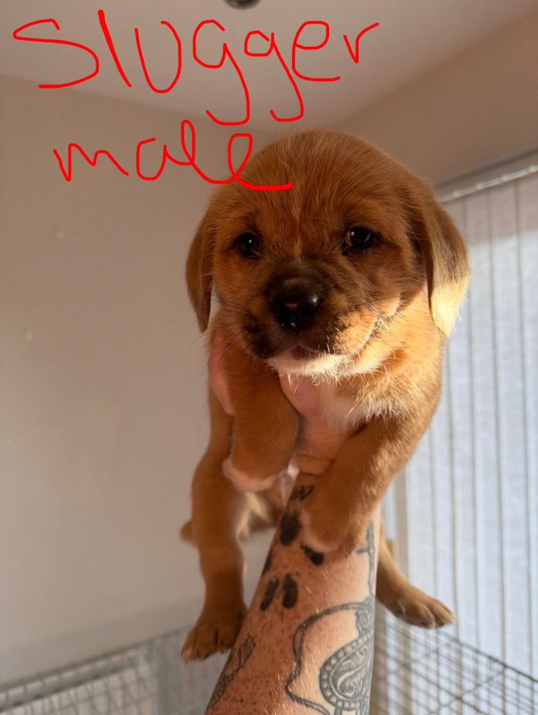 Cross/mixed breed Shih Tzu Puppies