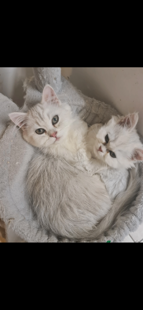 Chinchilla Persian kittens for sale