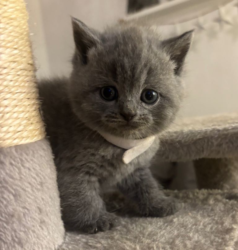 ***all reserved *** British Shorthair Kittens ***