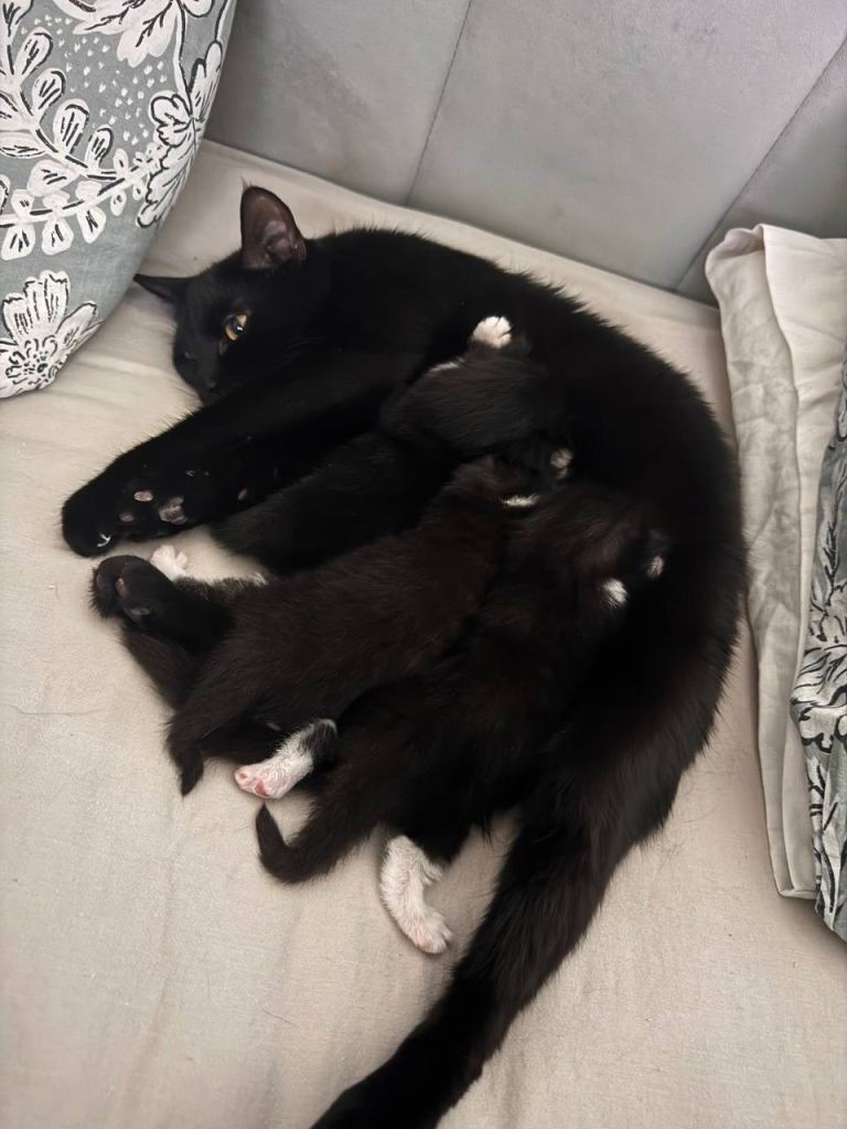 Kittens 