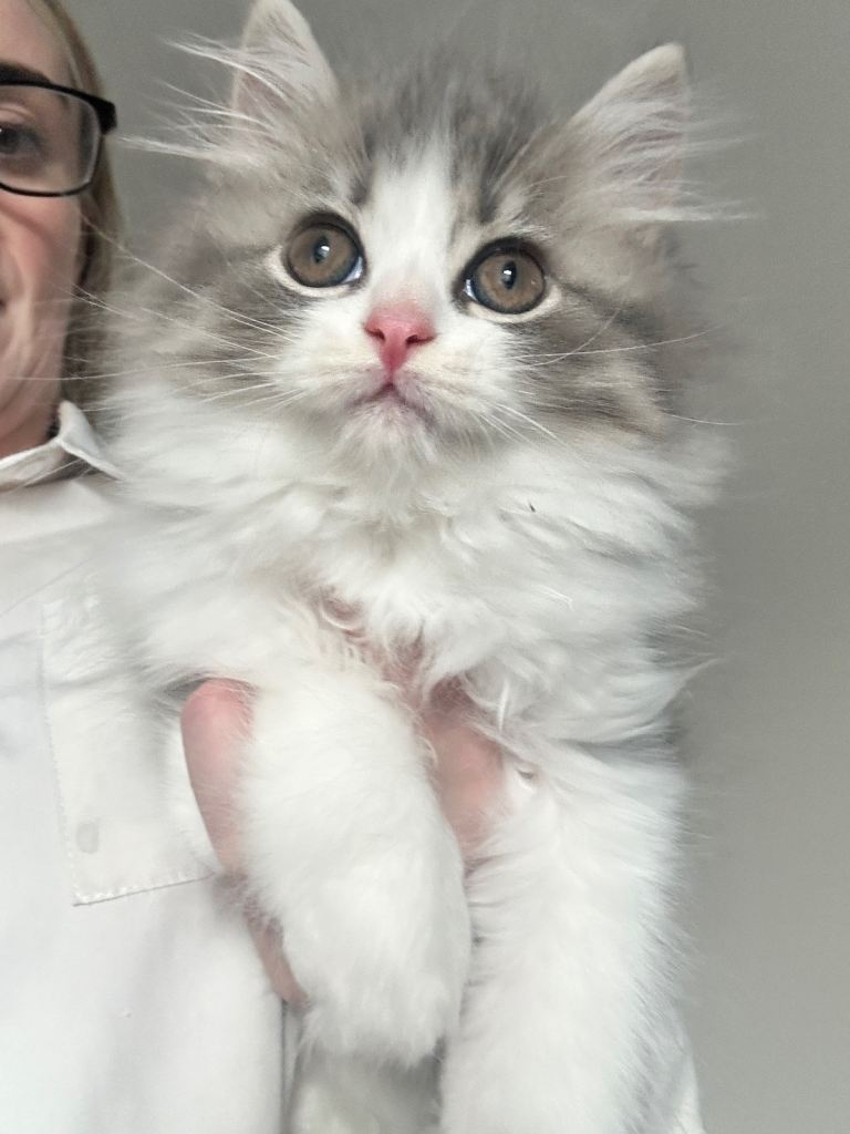 Persian kittens 