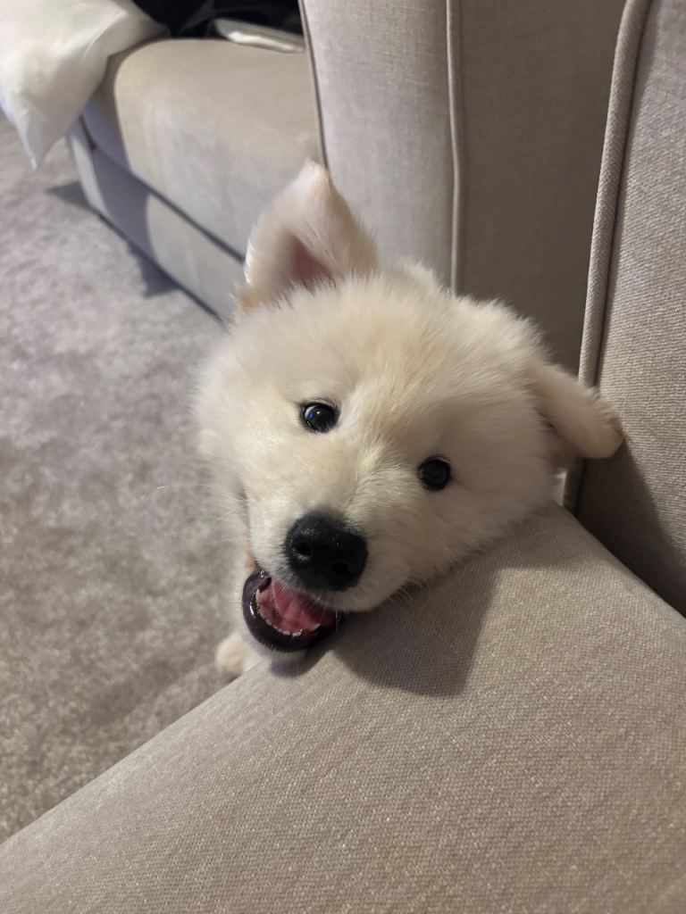 Adorable Samoyed male puppy 