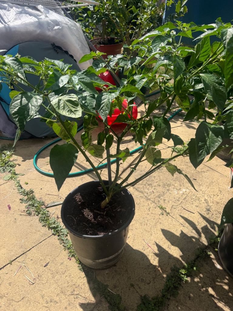 Healthy Chilli Plant in Pot - Producing Chillies