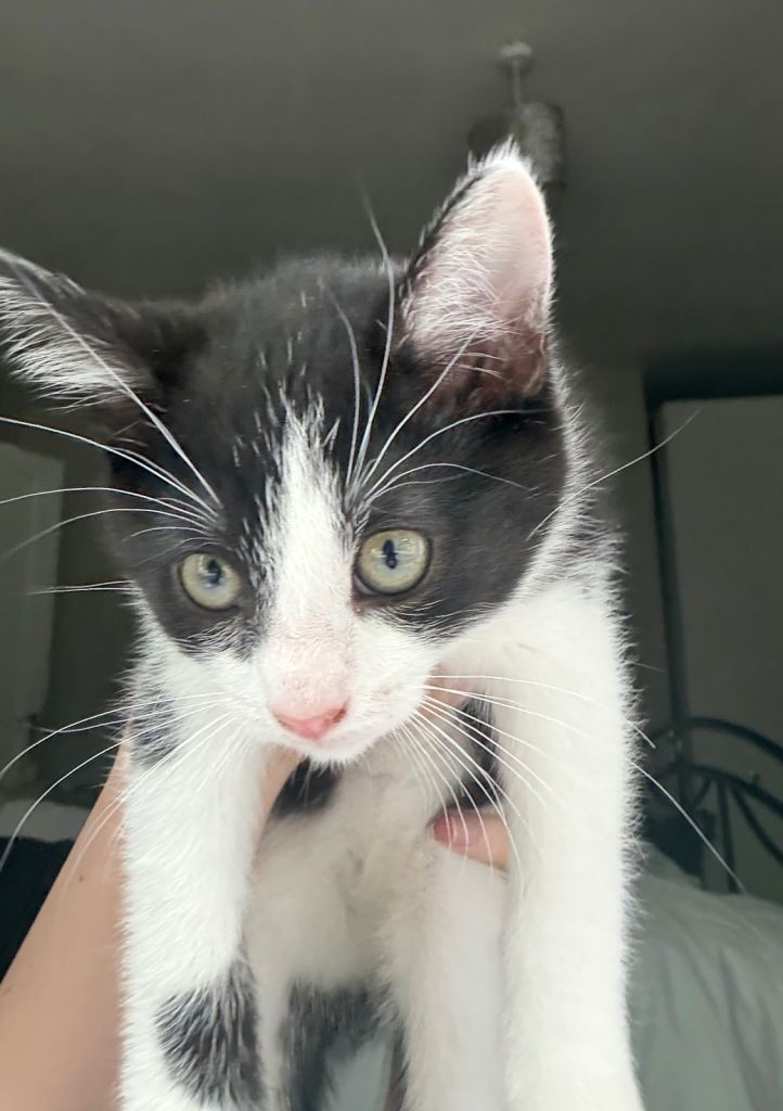 2Beautiful kittens looking for Loving Homes