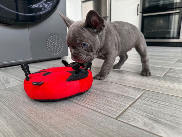 French Bulldog Puppies KC reg 