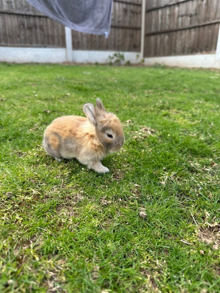 Beautiful baby bunnies 
