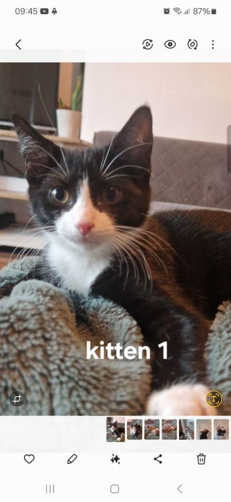 Kittens, super affectionate girls