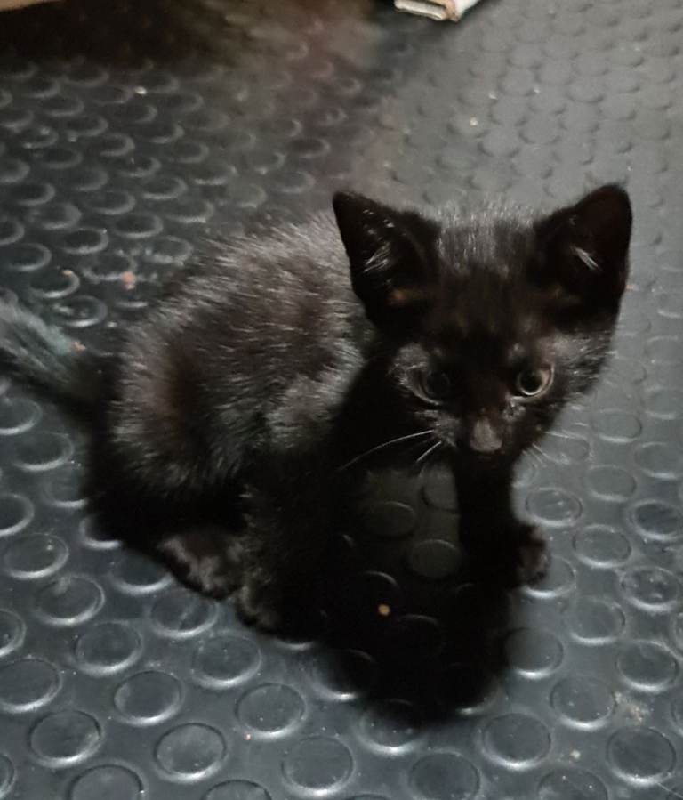 9 weeks Black Shorhair Domestic Mixed Breed Male Kitten
