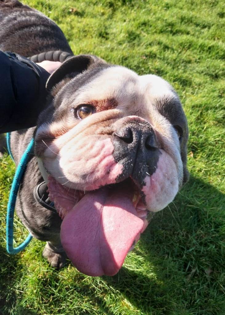 English bulldog