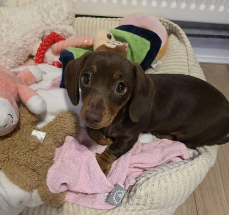 One Little Boy Left out of the litter,