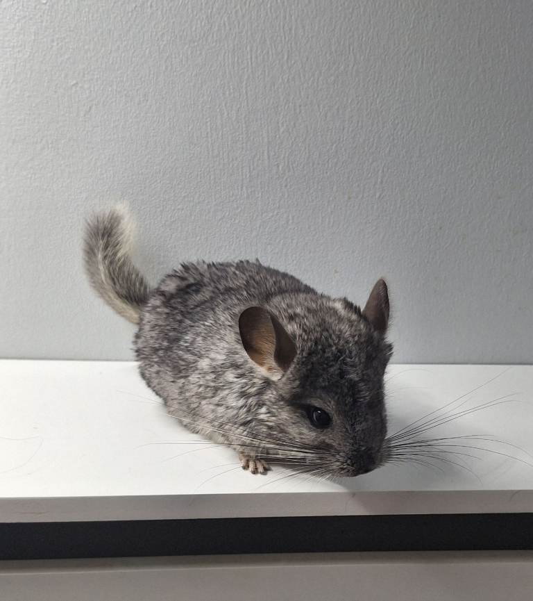 Female chinchilla 