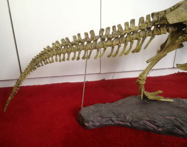 T-REX SKELETON 45"long Dinosaur Model kit 1/10 Scale Building STEM by B.C. Bones