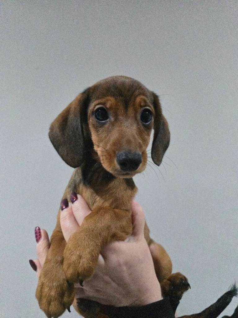 Dachshund puppies