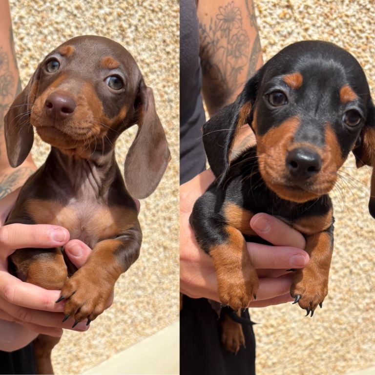 Ready to leave! Last 2 Purebred Miniature Dachshunds