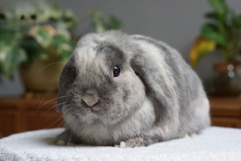 Mini Lop Female 