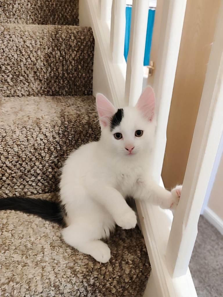 Kittens Looking for Loving Homes – 10 Weeks 