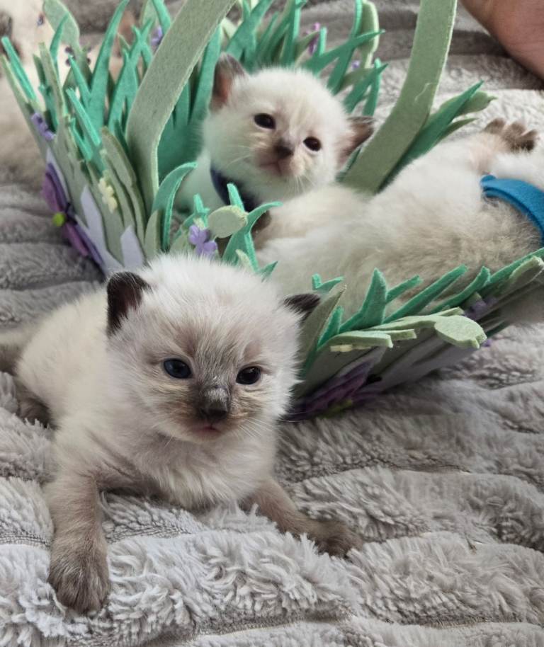 Ragamese ragdoll Siamese kittens