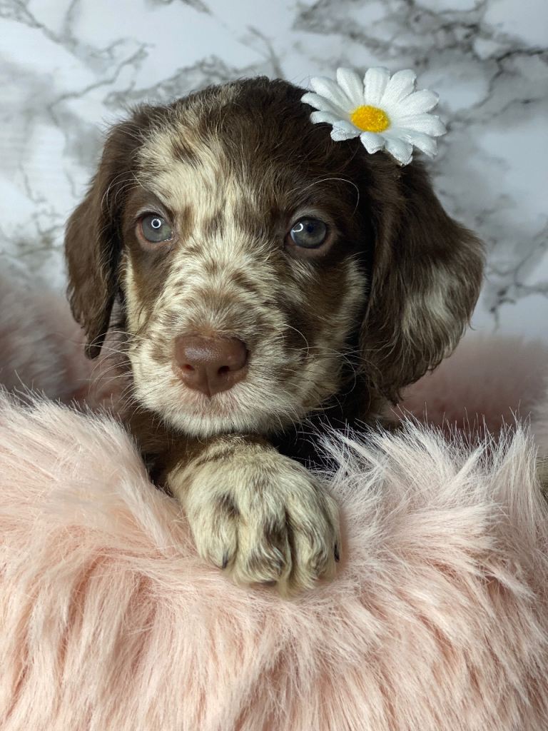 Miniature labradoodle puppies