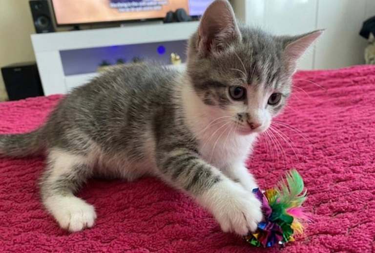 Kittens For Sale