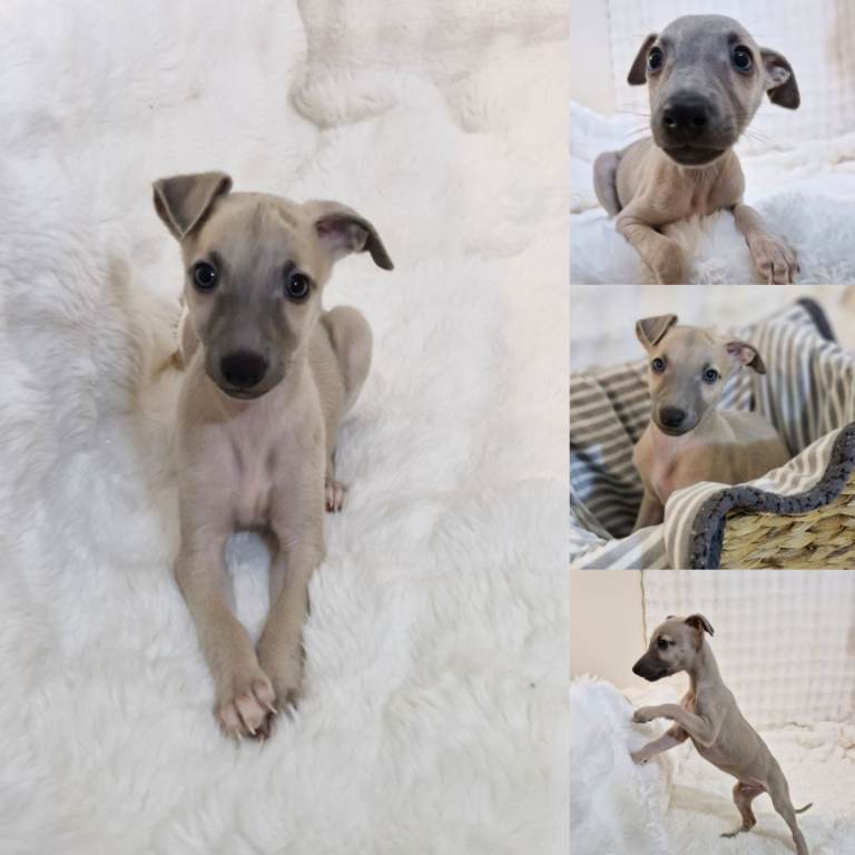 Last 2 KC Reg Very Small Whippets
