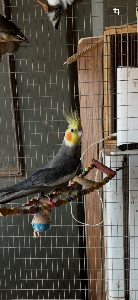 Cockatiel