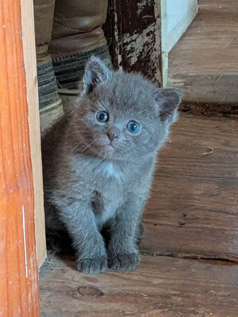 Beautiful Mixed-Breed British Shorthair Kittens – Boy & Girl