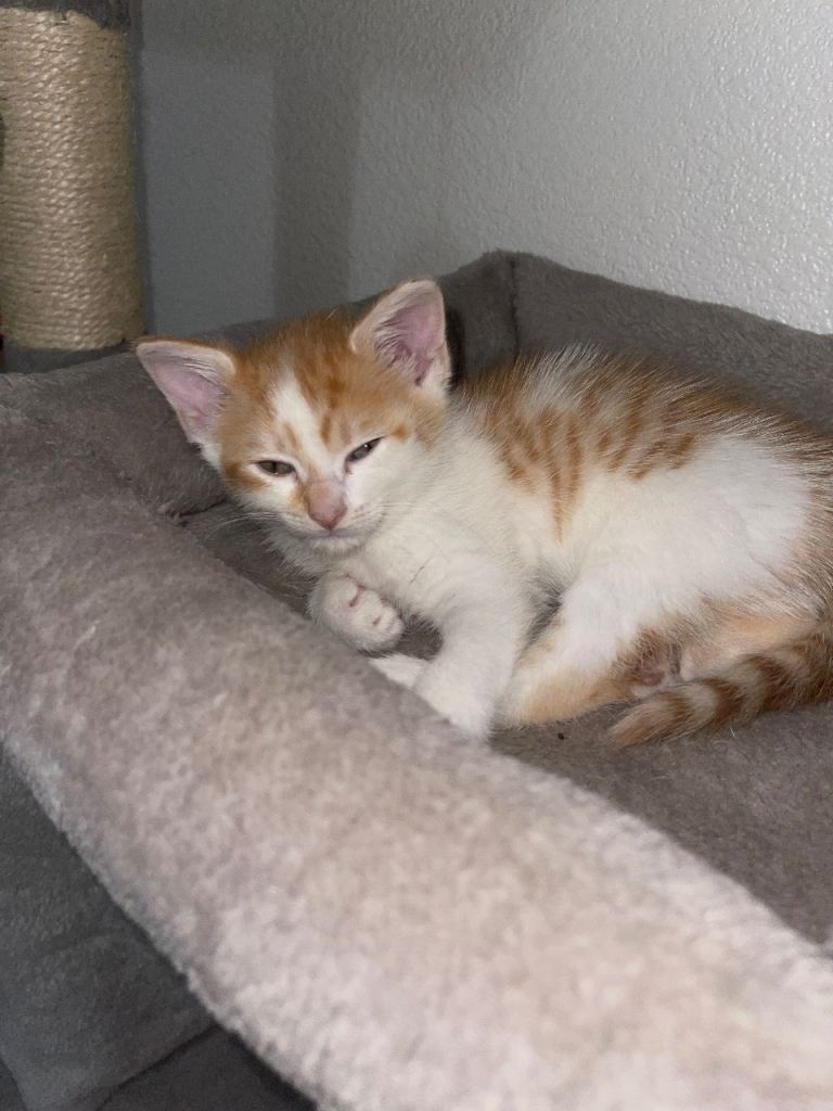 Kittens ready to go 8 week old today 