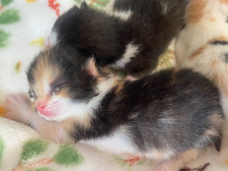 Beautiful kittens 