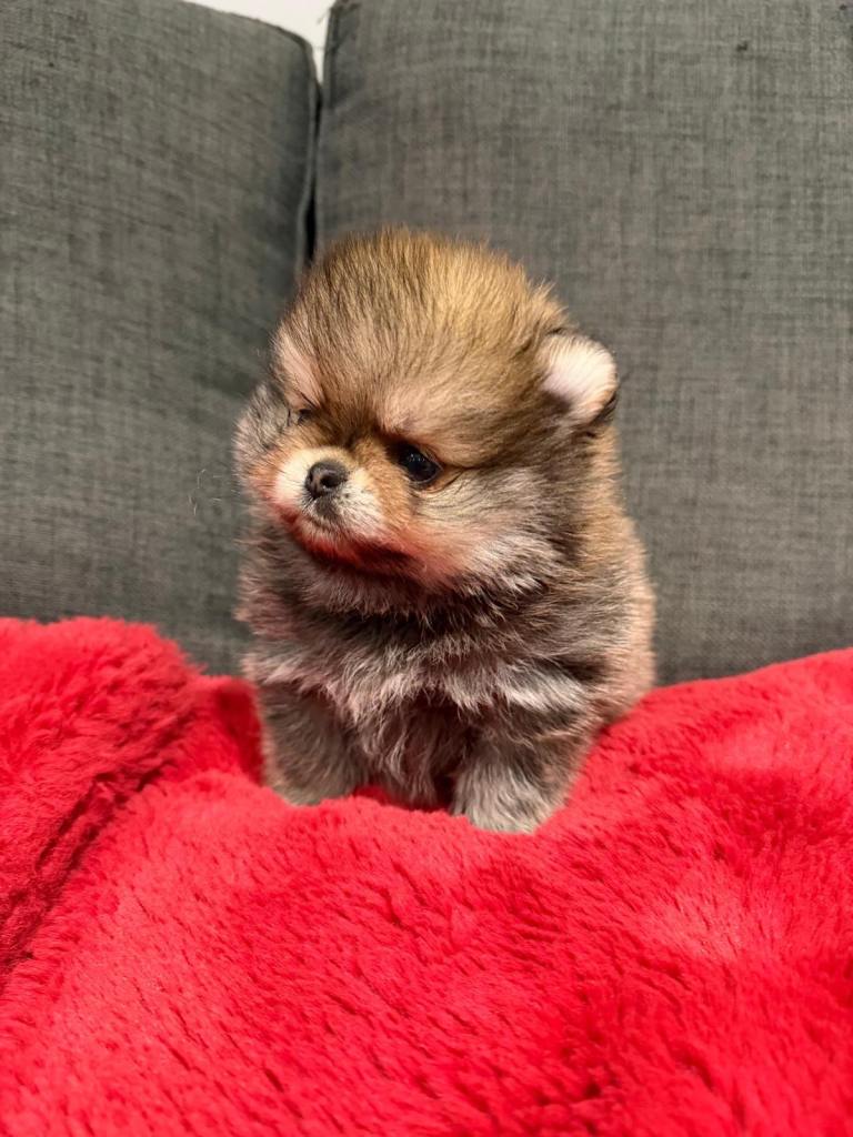 Teddy Bear Pomeranians 