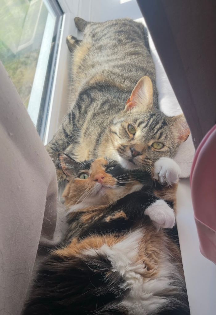 PENDING Rehoming cats 2 years old 