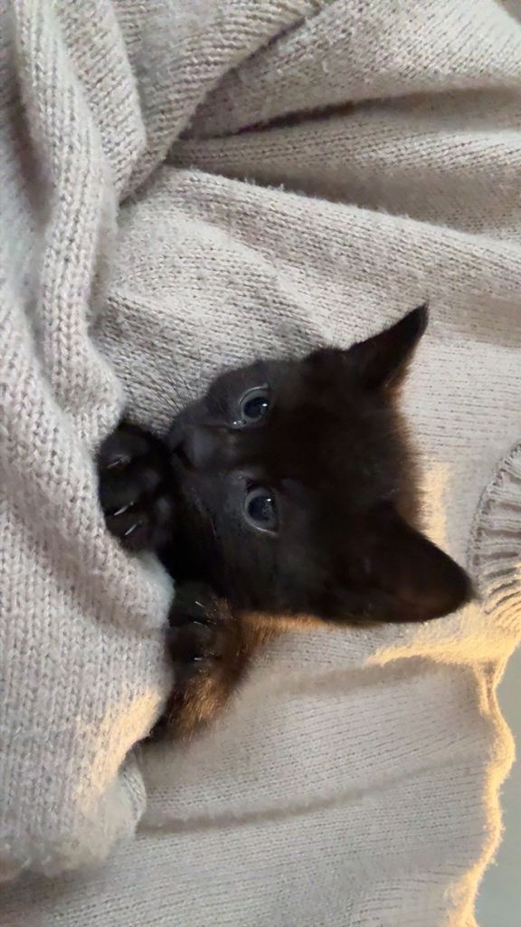 Kittens