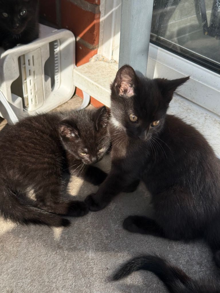 7 Adorable Black Kittens