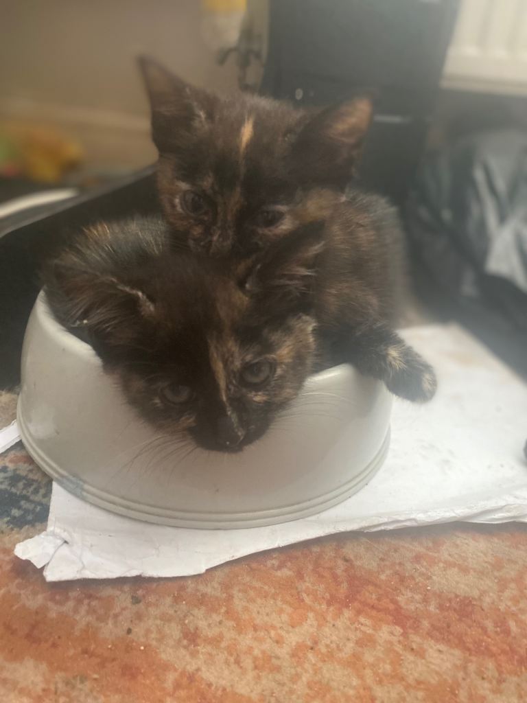 adorable kittens