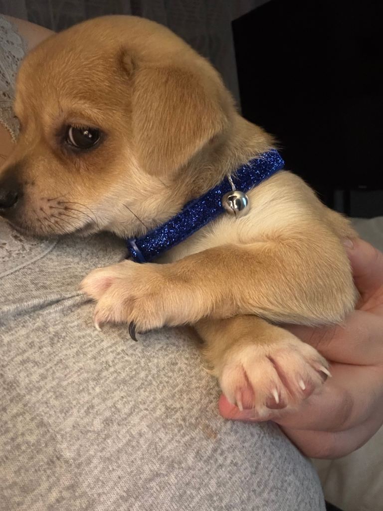 Chihuahua puppy for sale