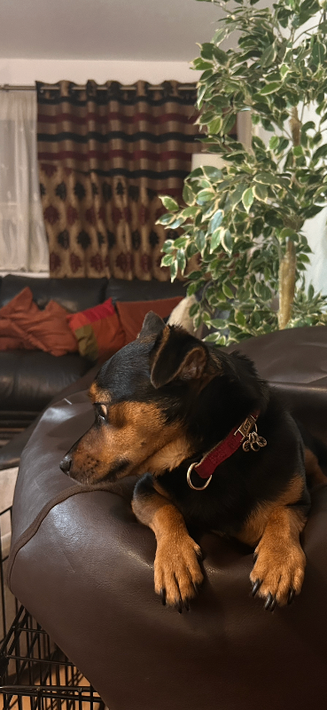 Jack Russell: Chihuahua