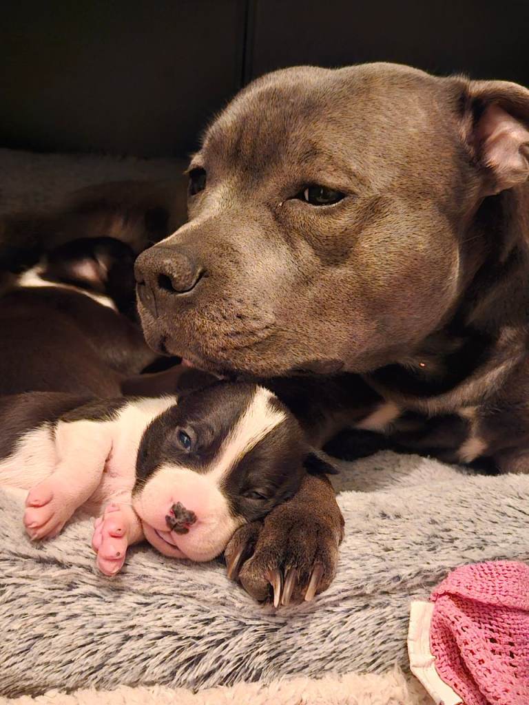 2 SBT girls for sale