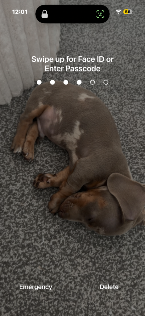 Dachshund puppy needs rehoming