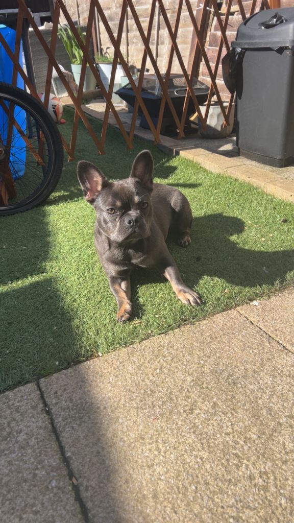 Blue and tan French bulldog 