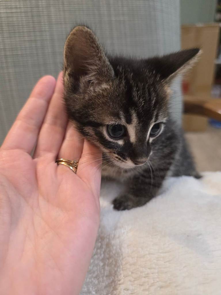 Bengal kitten