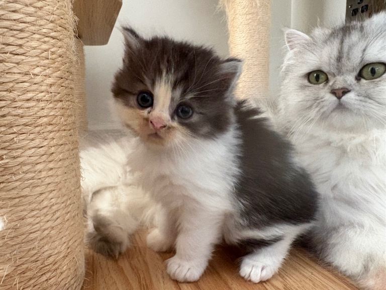 Cross breed Persian  **All Reserved**