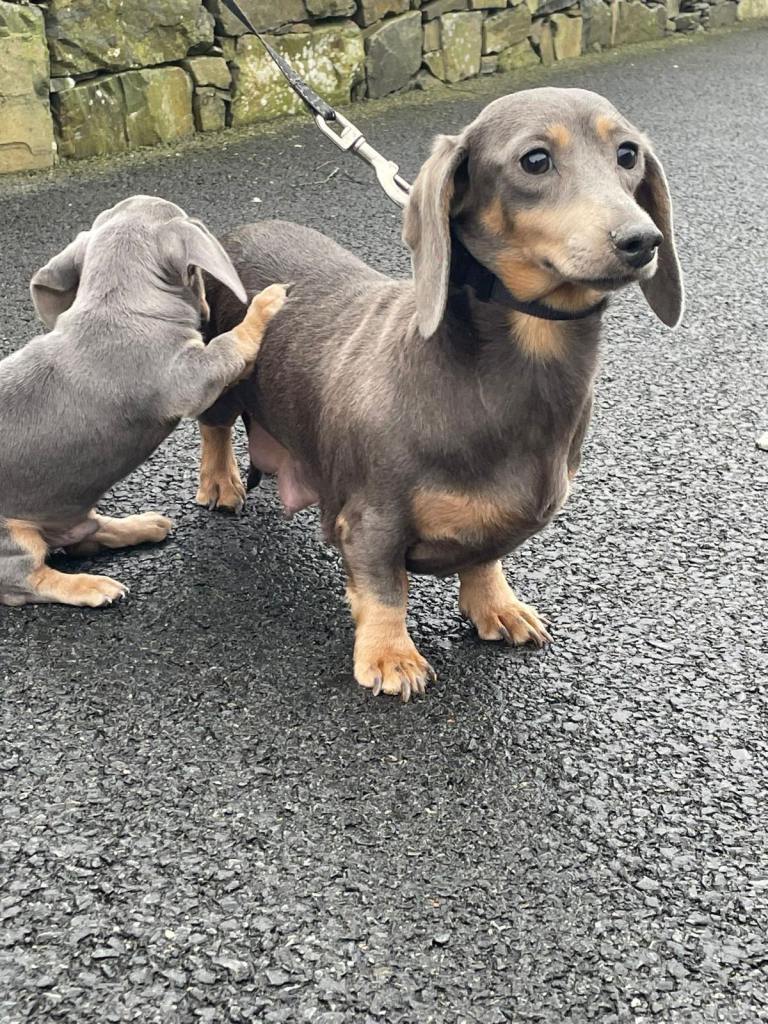 Isabella Miniature Dachshunds