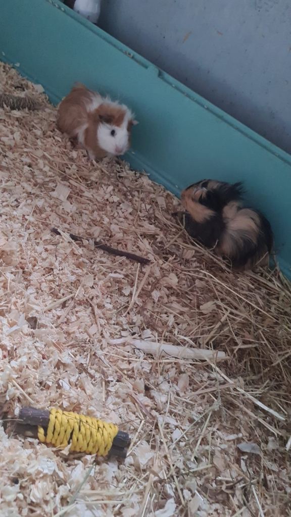 4 x Guinea pigs plus cage