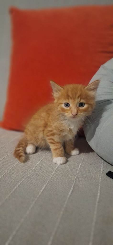 Gorgeous norwegian forest kittens