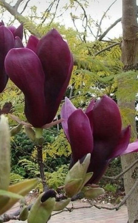 Magnolia liliiflora 'Nigra'