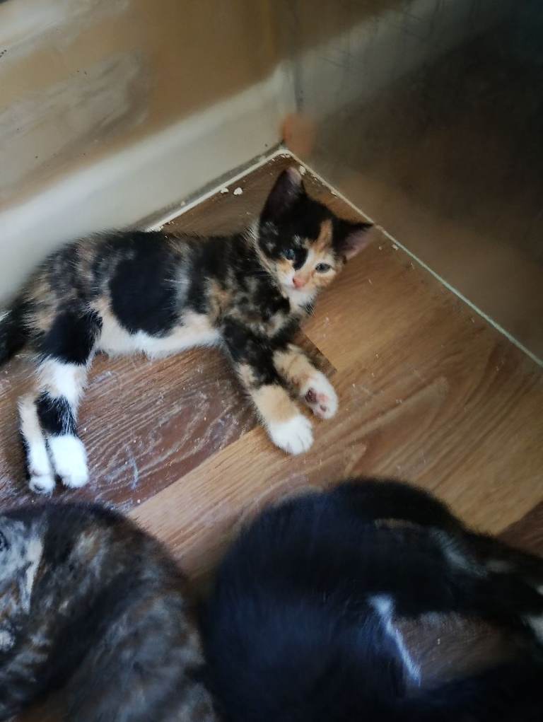 Half Persian kittens for sale