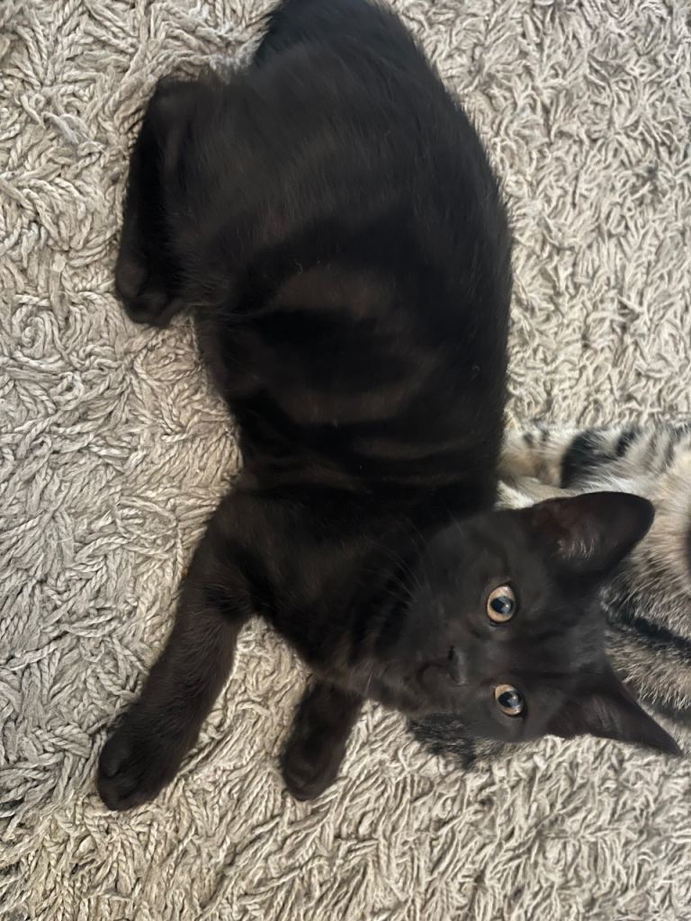  2 kittens looking forever home
