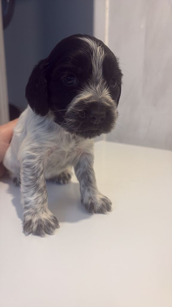 3 cocker spaniel puppies left 